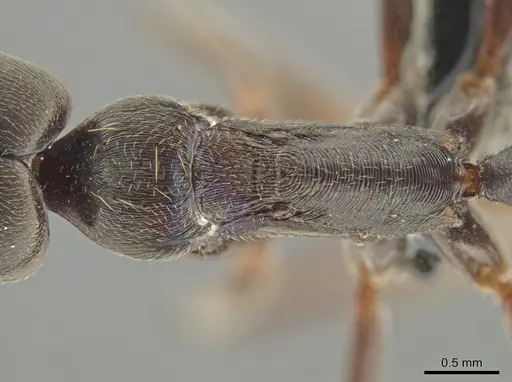 Odontomachus yucatecus - CASENT0649080