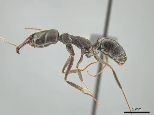 Odontomachus yucatecus - CASENT0649080