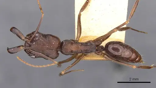 Odontomachus yucatecus - CASENT0900609