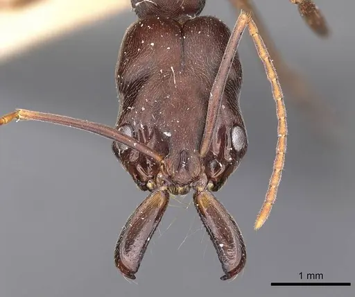 Odontomachus yucatecus - CASENT0900609