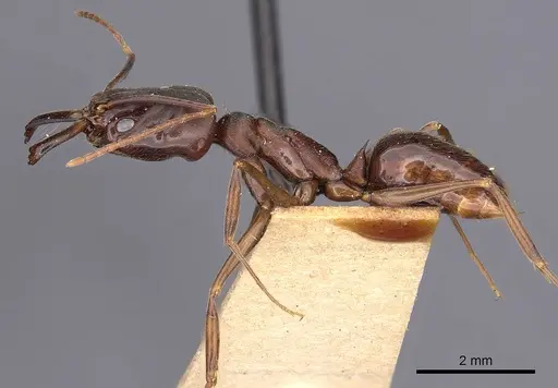 Odontomachus yucatecus - CASENT0900609