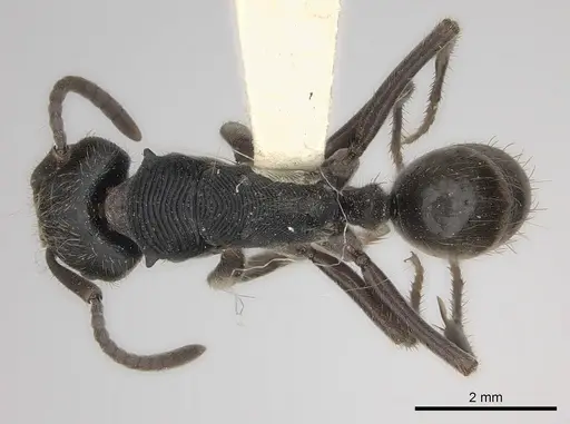 Odontoponera denticulata specimen