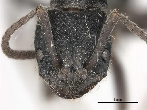 Odontoponera denticulata specimen