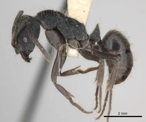 Odontoponera denticulata specimen