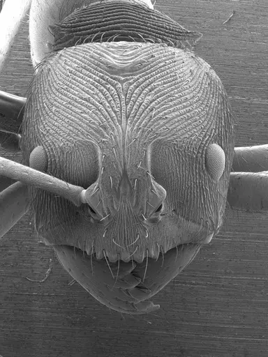 Odontoponera transversa specimen