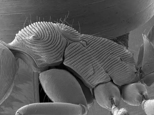 Odontoponera transversa specimen