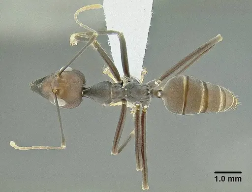 Oecophylla longinoda specimen