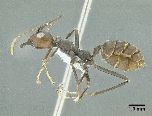 Oecophylla longinoda specimen