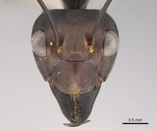 Oecophylla longinoda - CASENT0281133