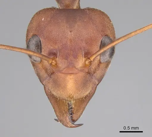 Oecophylla longinoda - CASENT0281135