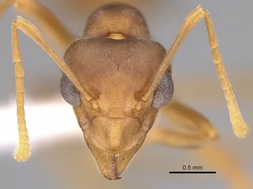 Oecophylla longinoda - CASENT0281136