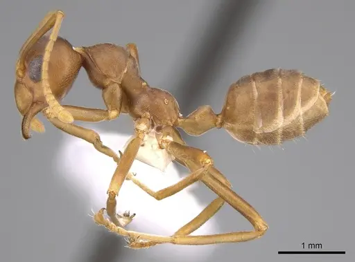 Oecophylla longinoda - CASENT0281136