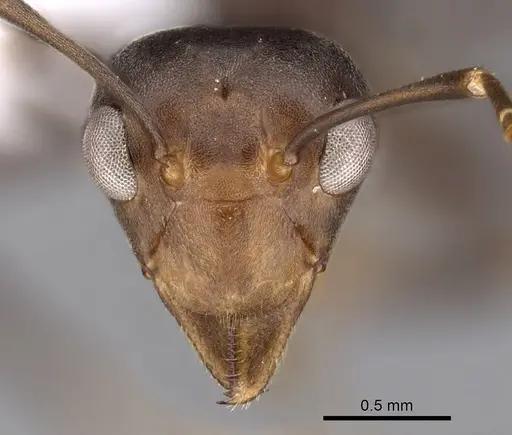 Oecophylla longinoda - CASENT0403380