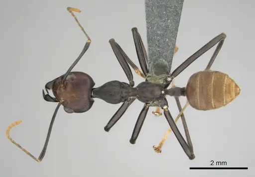 Oecophylla longinoda - CASENT0815719