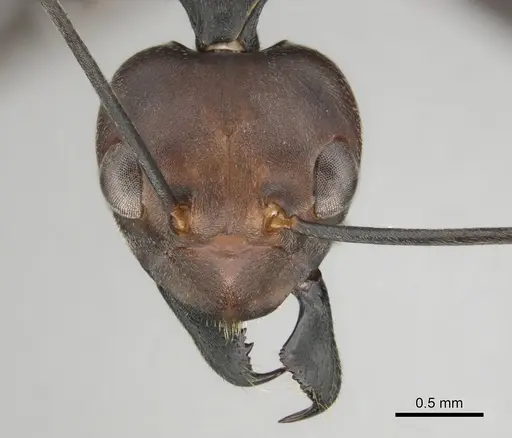 Oecophylla longinoda - CASENT0815719