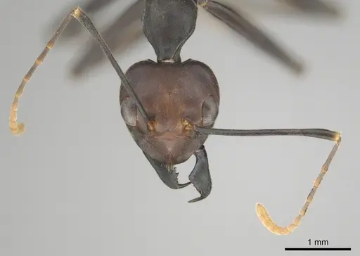 Oecophylla longinoda - CASENT0815719