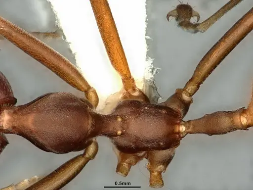 Oecophylla longinoda - CASENT0883452