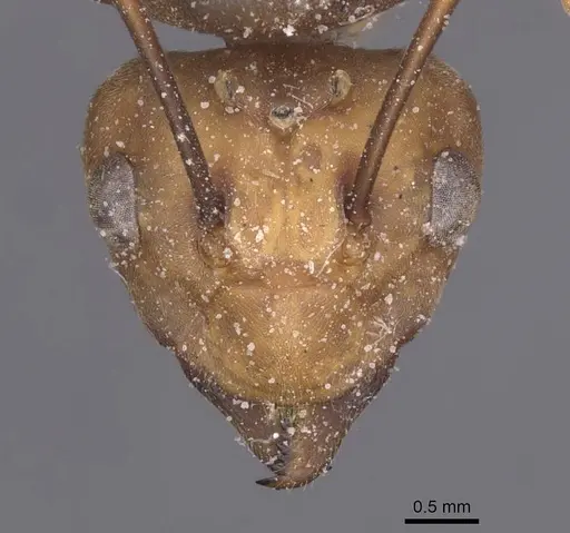 Oecophylla longinoda - CASENT0912348