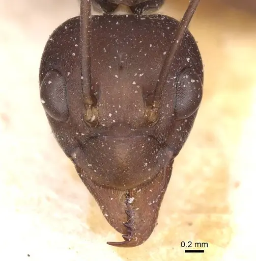 Oecophylla longinoda - CASENT0912349
