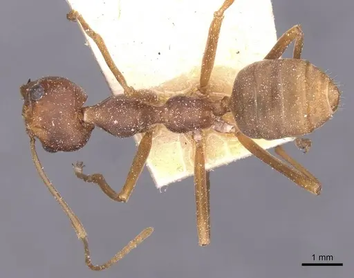 Oecophylla longinoda - CASENT0912350