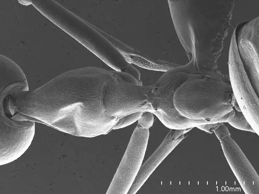 Oecophylla smaragdina specimen