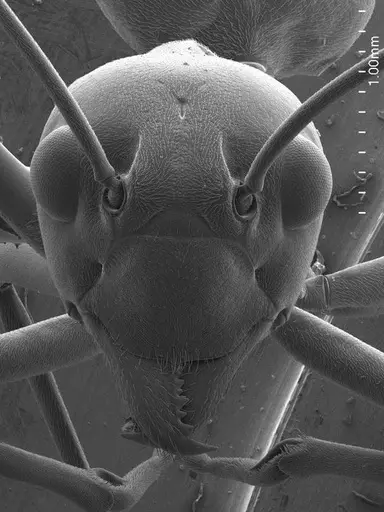 Oecophylla smaragdina specimen