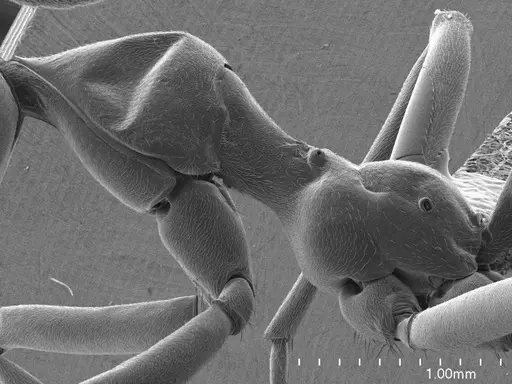 Oecophylla smaragdina specimen