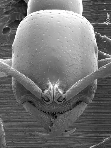 Onychomyrmex doddi specimen