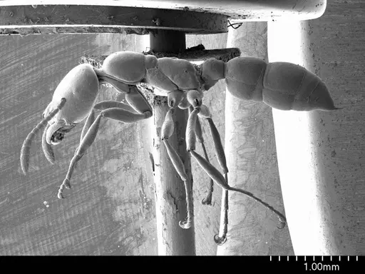 Onychomyrmex doddi specimen