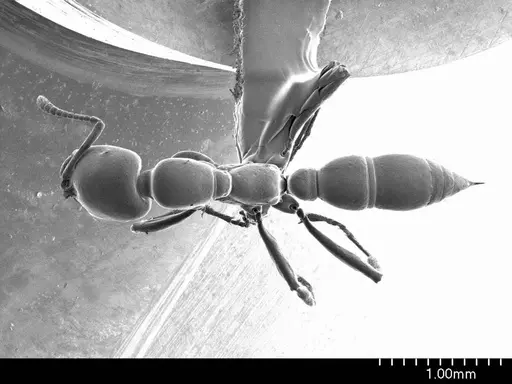 Onychomyrmex doddi - ANTWEB1008606