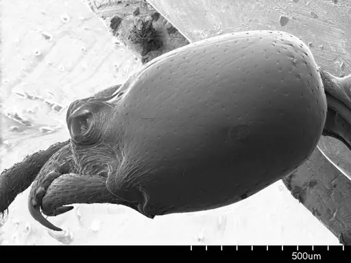 Onychomyrmex doddi - ANTWEB1008606