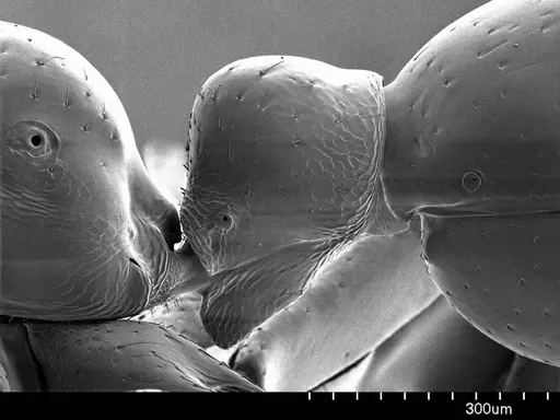 Onychomyrmex doddi - ANTWEB1008606