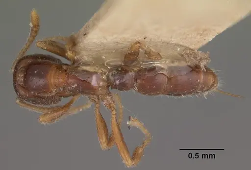 Onychomyrmex doddi - CASENT0102467
