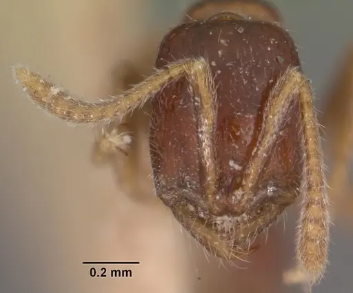 Onychomyrmex doddi - CASENT0102467