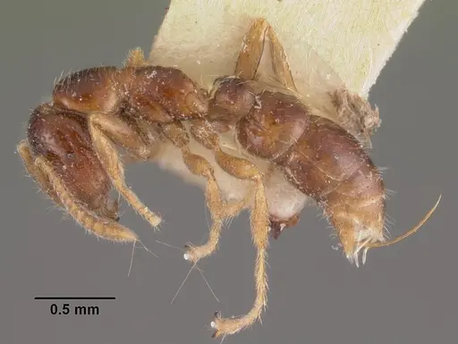 Onychomyrmex doddi - CASENT0102467