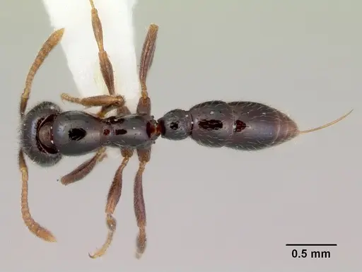 Onychomyrmex doddi - CASENT0172297