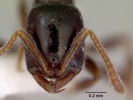 Onychomyrmex doddi - CASENT0172297