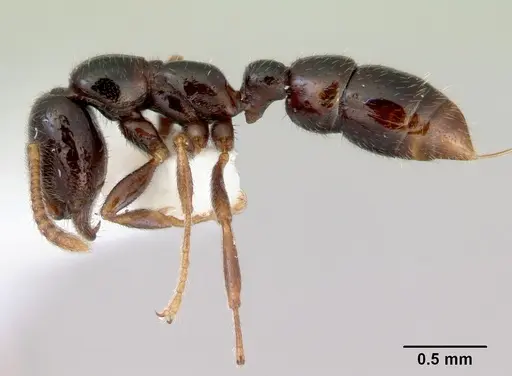 Onychomyrmex doddi - CASENT0172297