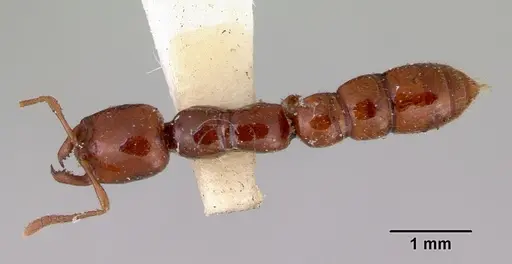 Onychomyrmex glauerti specimen