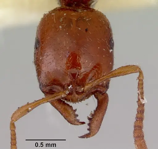 Onychomyrmex glauerti specimen