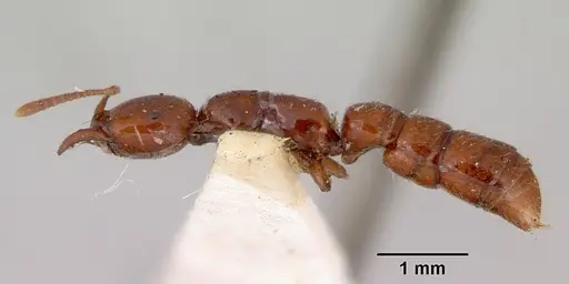 Onychomyrmex glauerti specimen