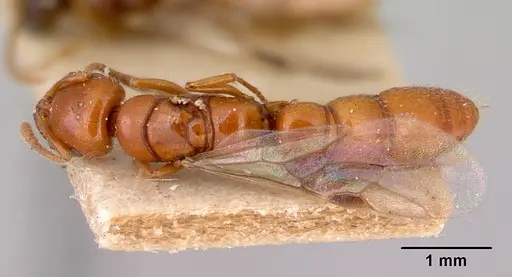 Onychomyrmex glauerti - CASENT0172204