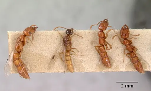 Onychomyrmex glauerti - CASENT0172204