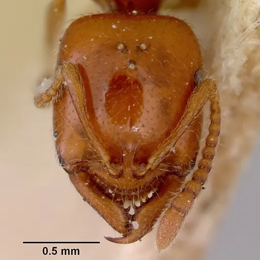 Onychomyrmex glauerti - CASENT0172204