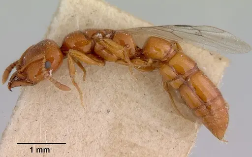 Onychomyrmex glauerti - CASENT0172204