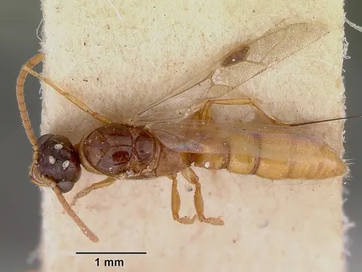 Onychomyrmex glauerti - CASENT0172205