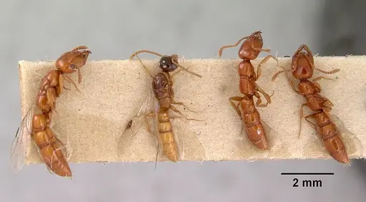 Onychomyrmex glauerti - CASENT0172205