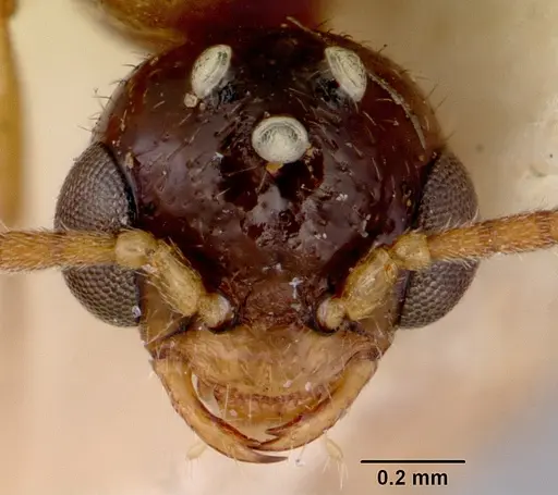 Onychomyrmex glauerti - CASENT0172205