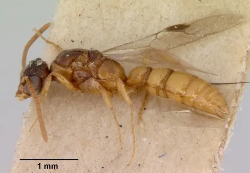 Onychomyrmex glauerti - CASENT0172205