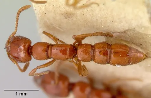 Onychomyrmex glauerti - CASENT0172206